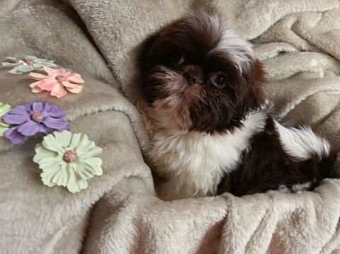 Shih tzu 900 86220 Les ormes