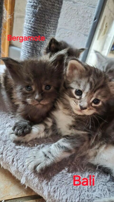Chatons Maine coon LOOF 1300 88640 Jussarupt