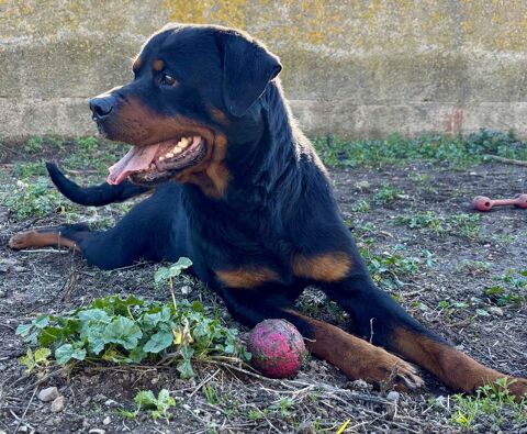 BACCHUS, rottweiler, 3 ans 220 34500 B�ziers