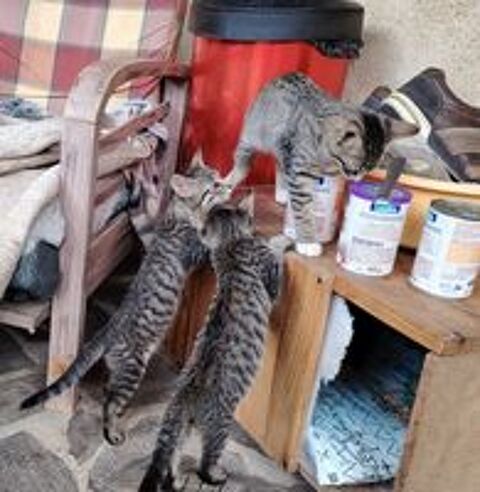   Donne chatons 