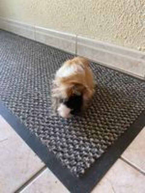   Cochon d'Inde  