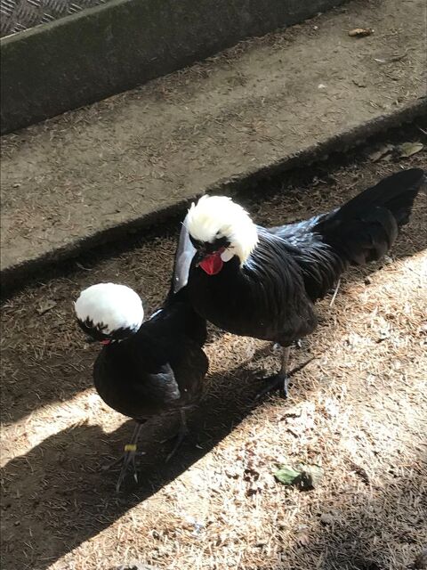 Couple poule de race hollandaise noire à huppé blanche noire 19410 Perpezac-le-noir