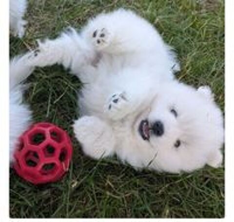   Chiots spitz japonais disponibles  