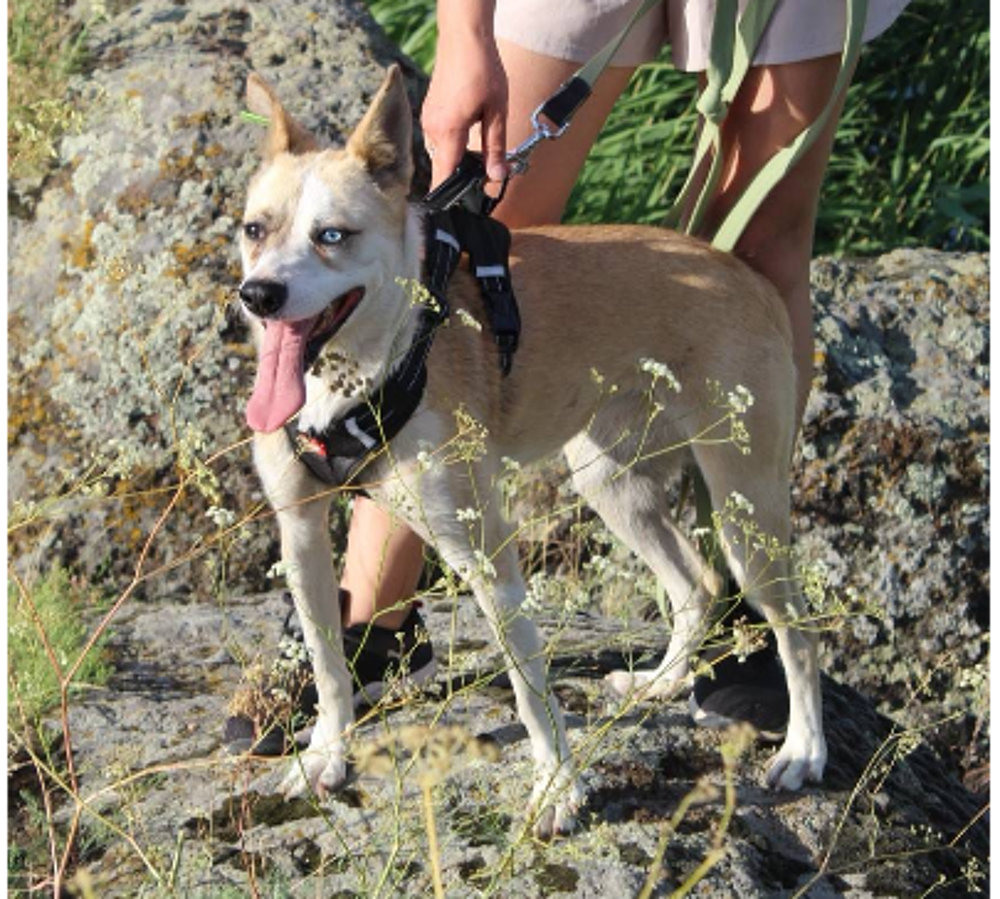   A L'ADOPTION PUSHA 