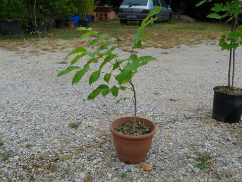 PETIT NOYER 10 Aix-en-Provence (13)