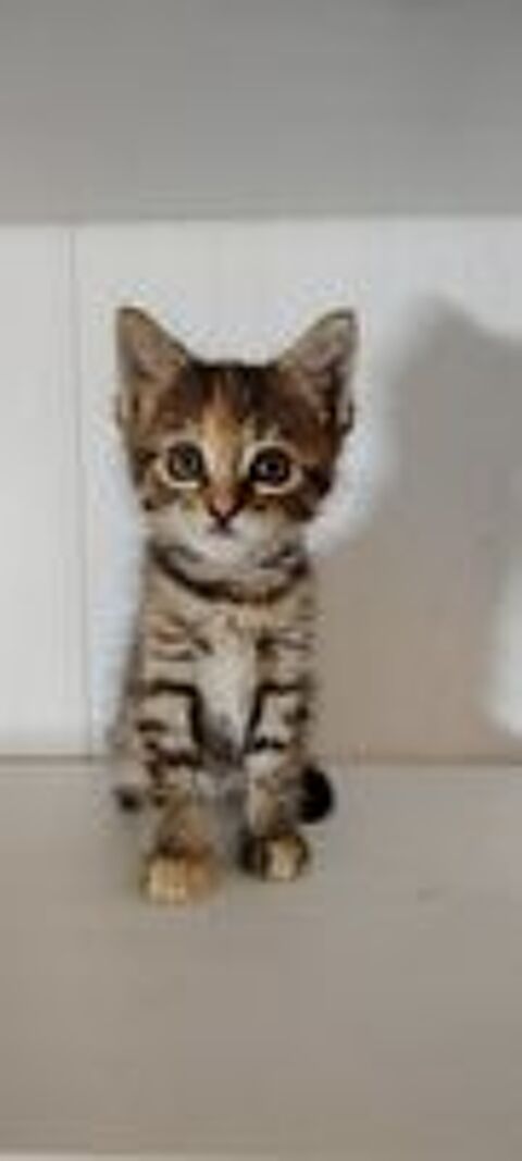    chaton Bengal européen 
