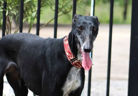 CHARLOTTE, Belle Galga noire zéro défaut 0 24140 Douville