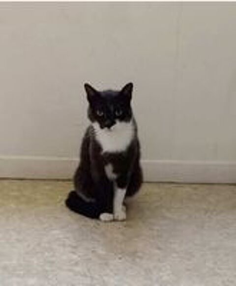   Chat POMPONNETTE à l adoption 