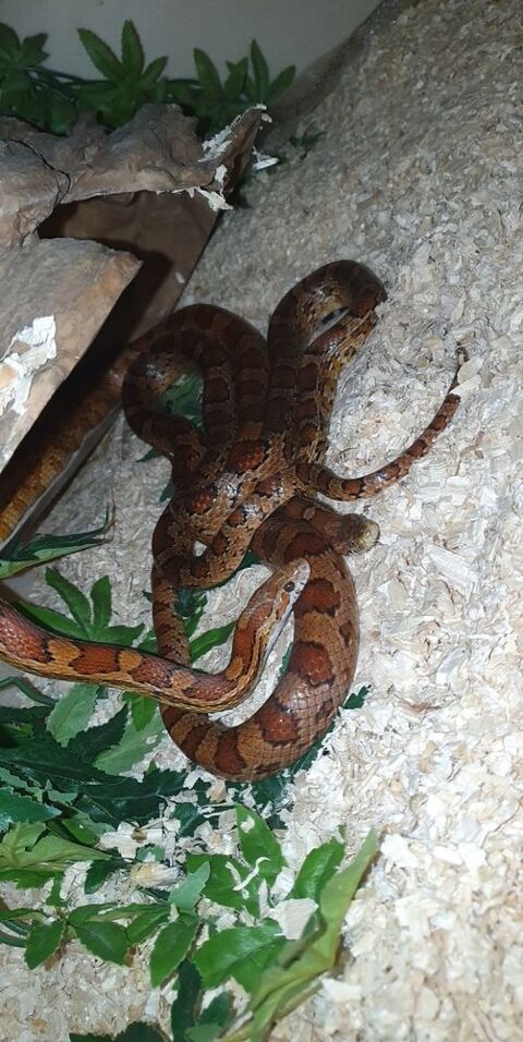 Pantherophis guttattus mâle adulte 40 16600 Mornac