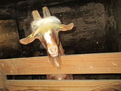 bouc  65 58250 Montambert