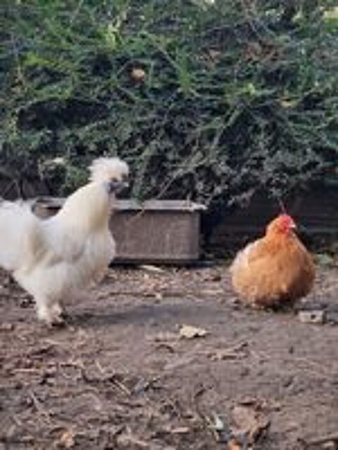   Poule, coq... 