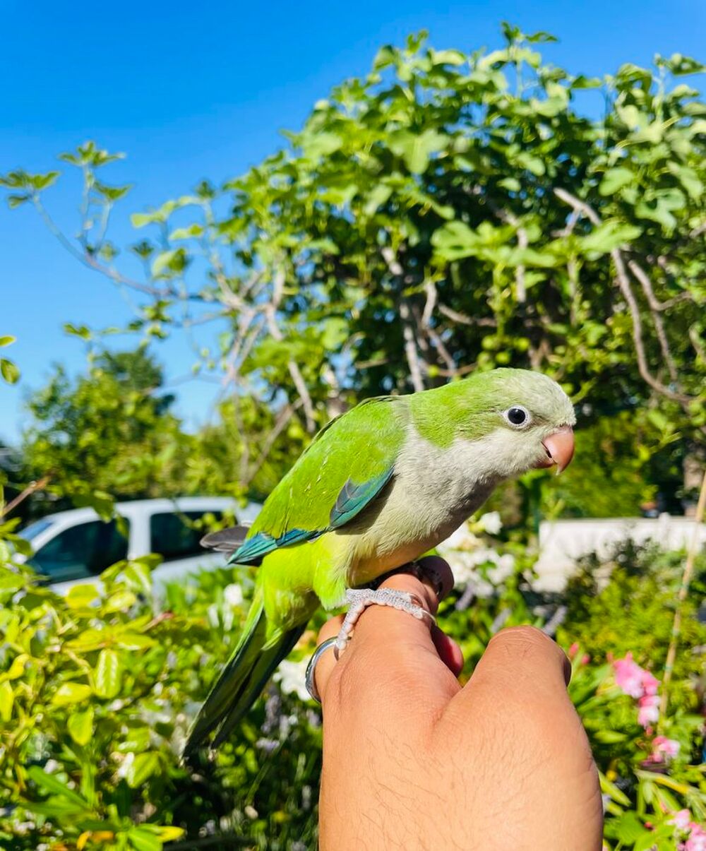   Très belle Conure Souris MAN Semi-Apprivoiser Bagué 2026 