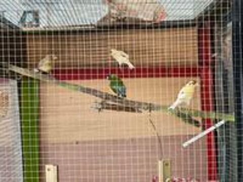   Oiseaux 