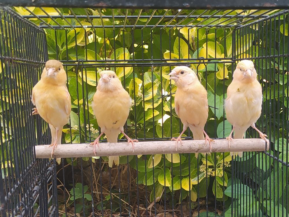   Canaris 