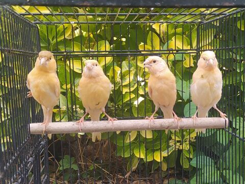 Canaris 20 81370 Saint-sulpice