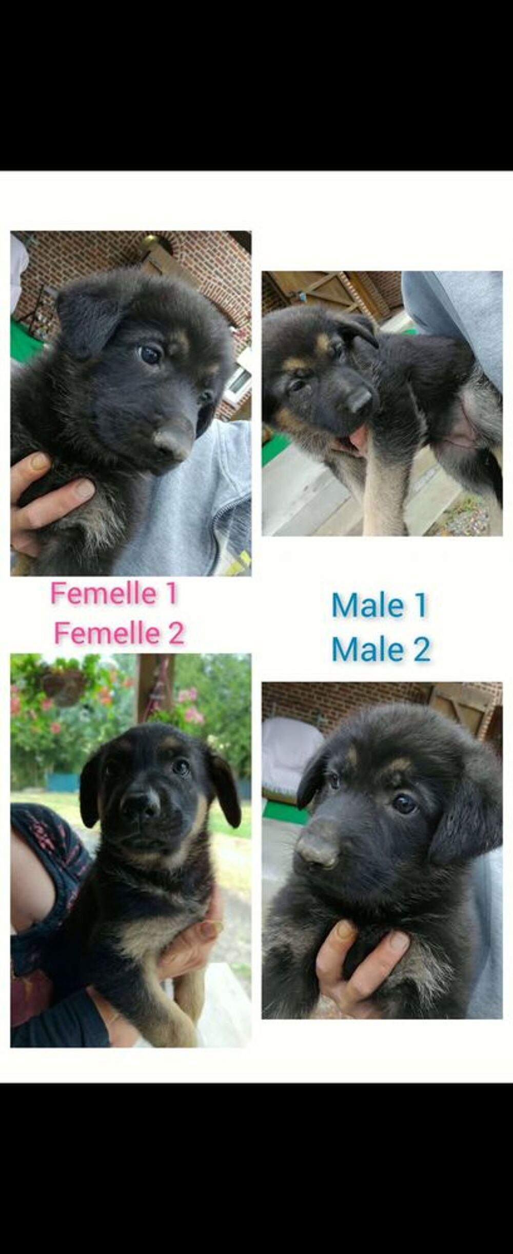   Chiots berger allemand disponibles 