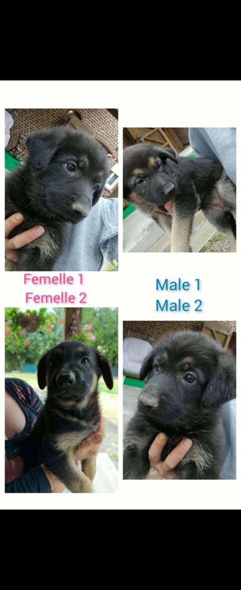 Chiots berger allemand disponibles 700 02260 La capelle