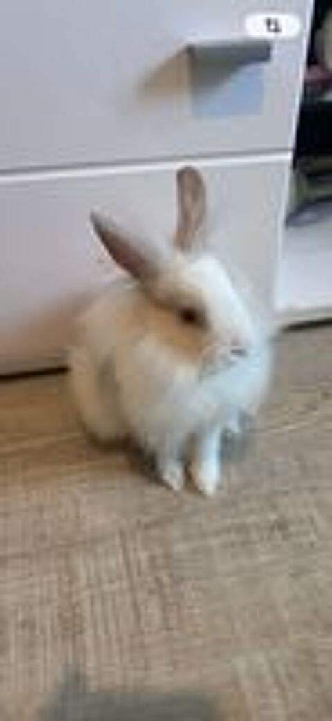   Don Lapin nain 