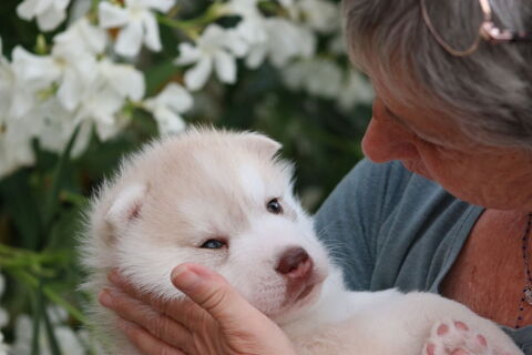Superbes chiots husky siberien &agrave; reserver 1300 34400 Lunel-viel