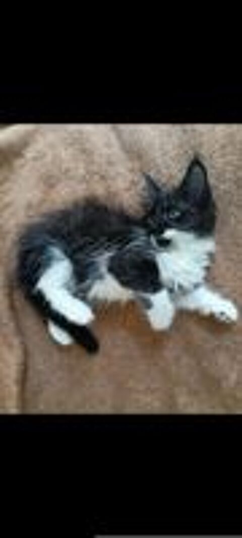   Maine Coon adorable et très très mignon  
