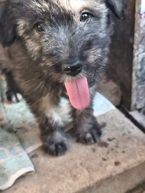 PENNY    EN REFUGE EN ROUMANIE 0 75018 Paris