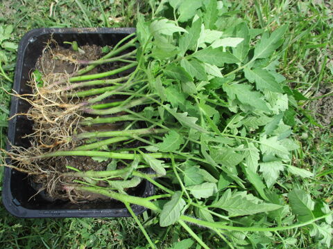 PLANTS DE TOMATES   BUTTERNUT   COURGETTES SPAGHETTIS Guenrouet (44)