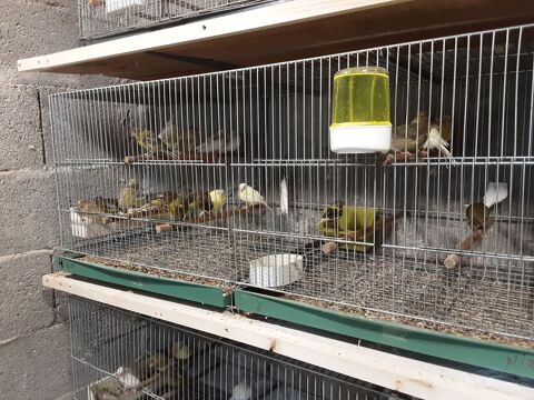 canaris raza 40 33240 Saint-andr�-de-cubzac