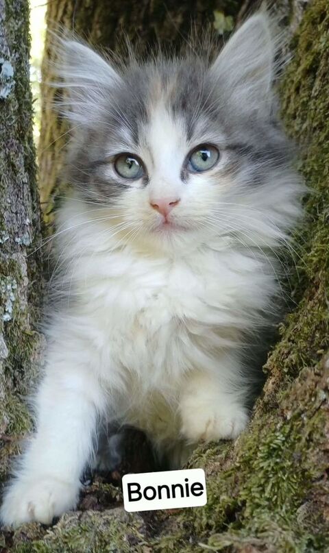 Chaton siberien femelle LOOF 2000 85310 Chaillé-sous-les-ormeaux