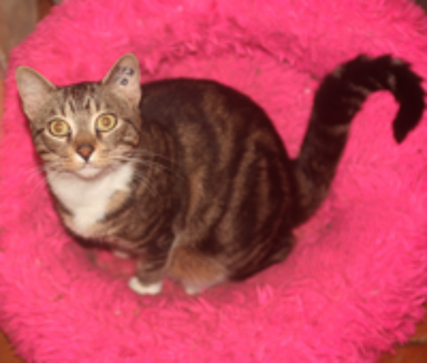   ZIGZAG CHAT TIGRE BLANC 4 ANS 1/2 