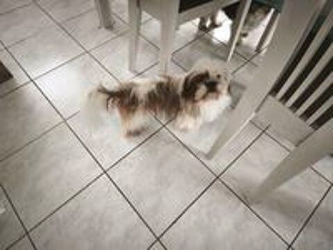   shih Tzu pour saillie  