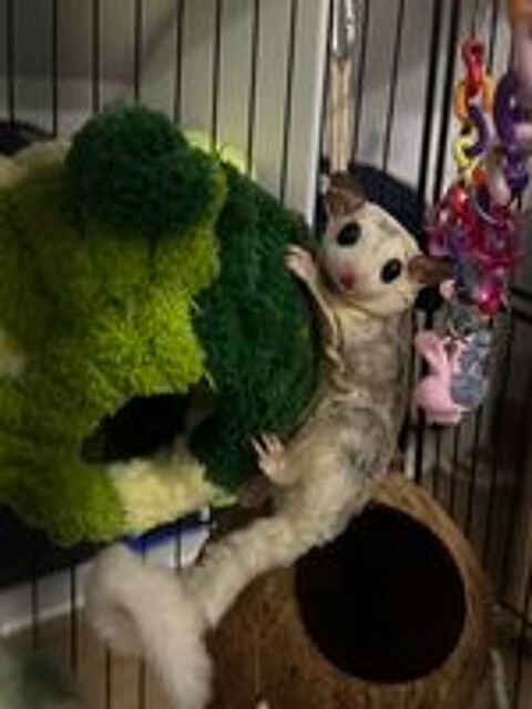   2 sugar glider (phallanger) avec cage etc 