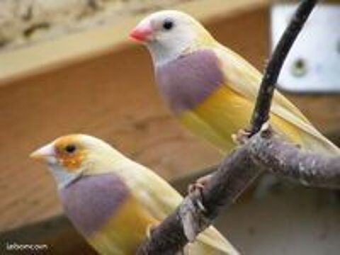 C&egrave;de divers oiseaux exotiques 40 45380 Chaingy