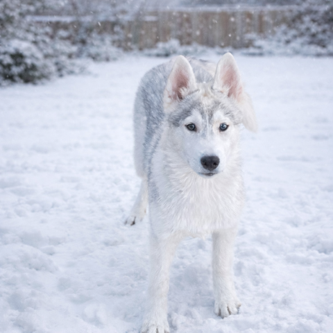CHIOT HUSKY SIBERIEN LOF 800 41210 Marcilly-en-gault