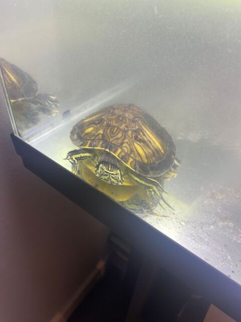 Tortue d'eau 60 13127 Vitrolles