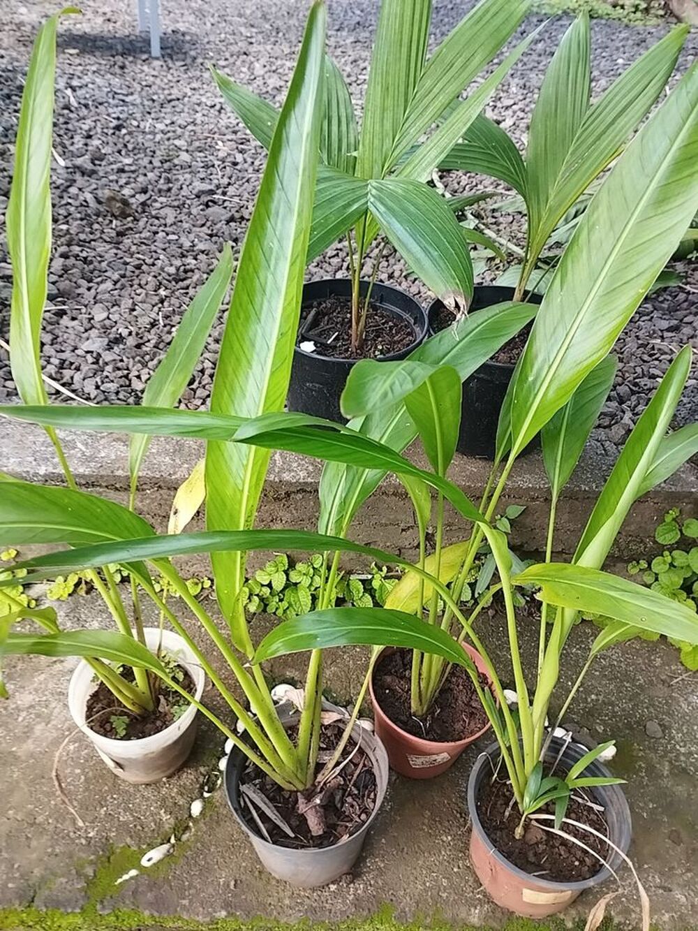 Palmiers rouge &agrave; l&egrave;vres et palmier &eacute;ventail. Jardin
