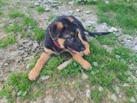   Chiots Berger Allemand 