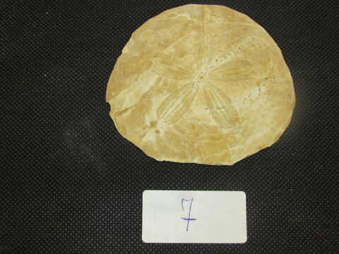 fossile de bordeaux 17 Saint-Jean-d'Illac (33)