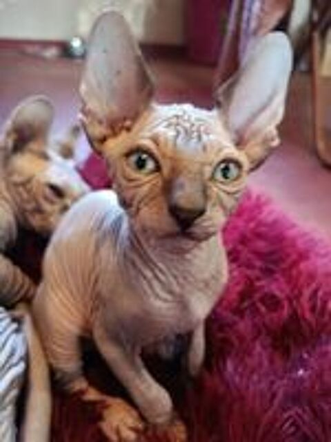   BOUCHON bb mâle  Sphynx  ultra câlin aux magnifiques verts  