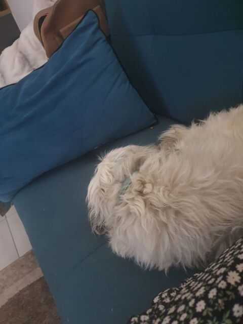 Donne chienne 0 74500 vian-les-bains