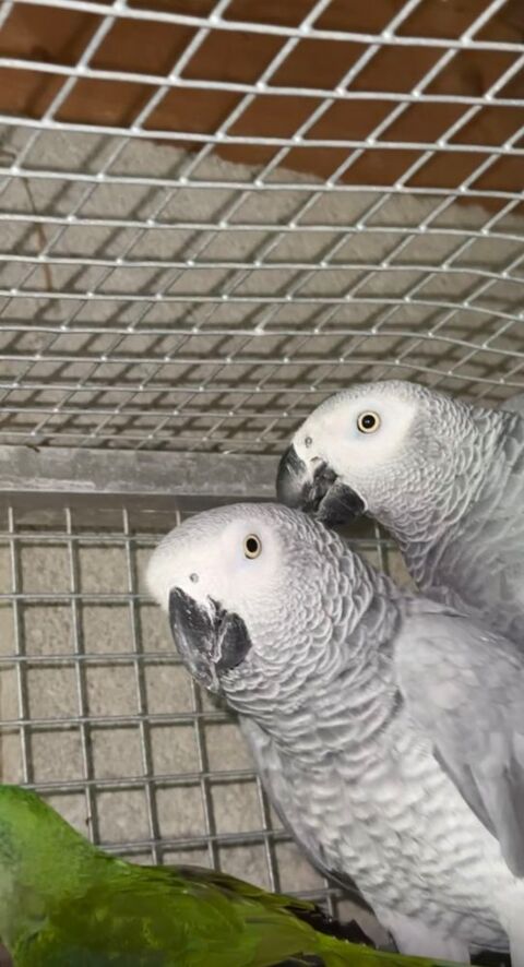 Perruche 1600 38490 Les abrets en dauphin
