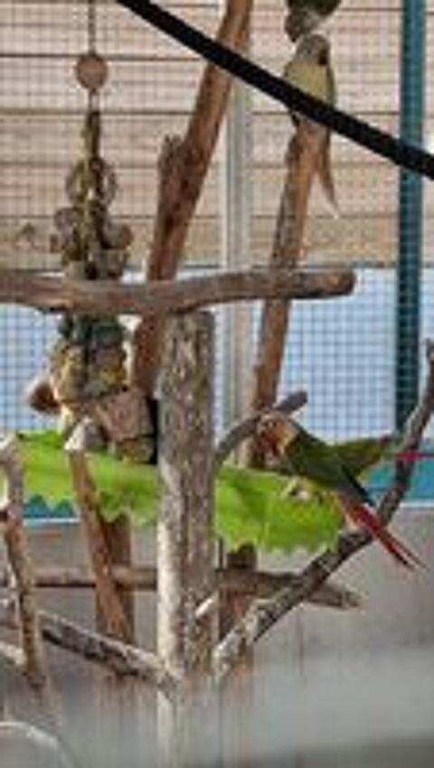   Conure pyrrhura molinae  