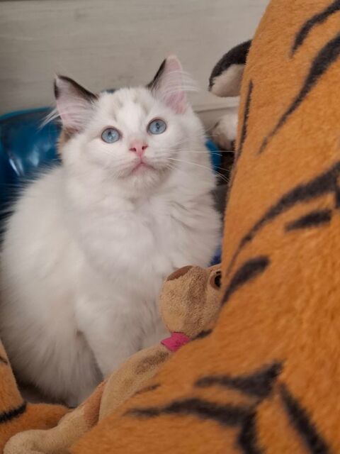 Chaton Ragdoll non loof 890 73660 Saint-rémy-de-maurienne