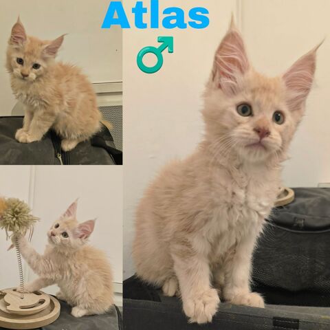 Maine coon LOOF  1300 77460 Souppes-sur-loing