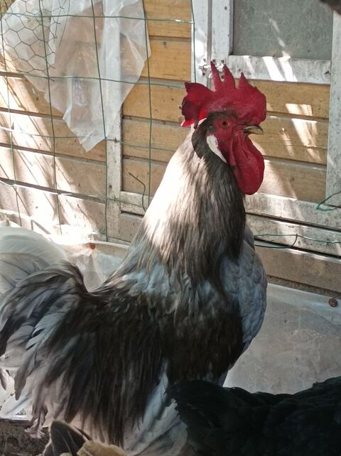 Coq  bleu gris 20 26140 Anneyron
