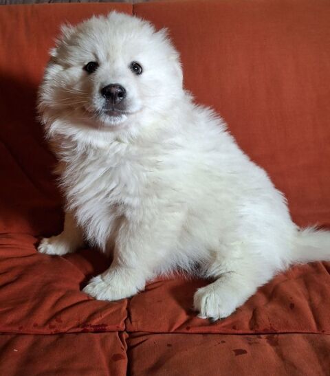 Chiot finnois de Laponie 1500 56330 Pluvigner