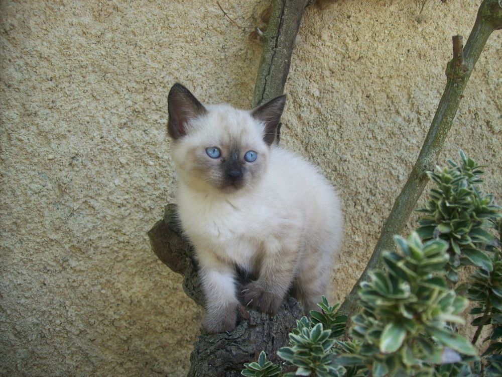   Chaton type Siamois 