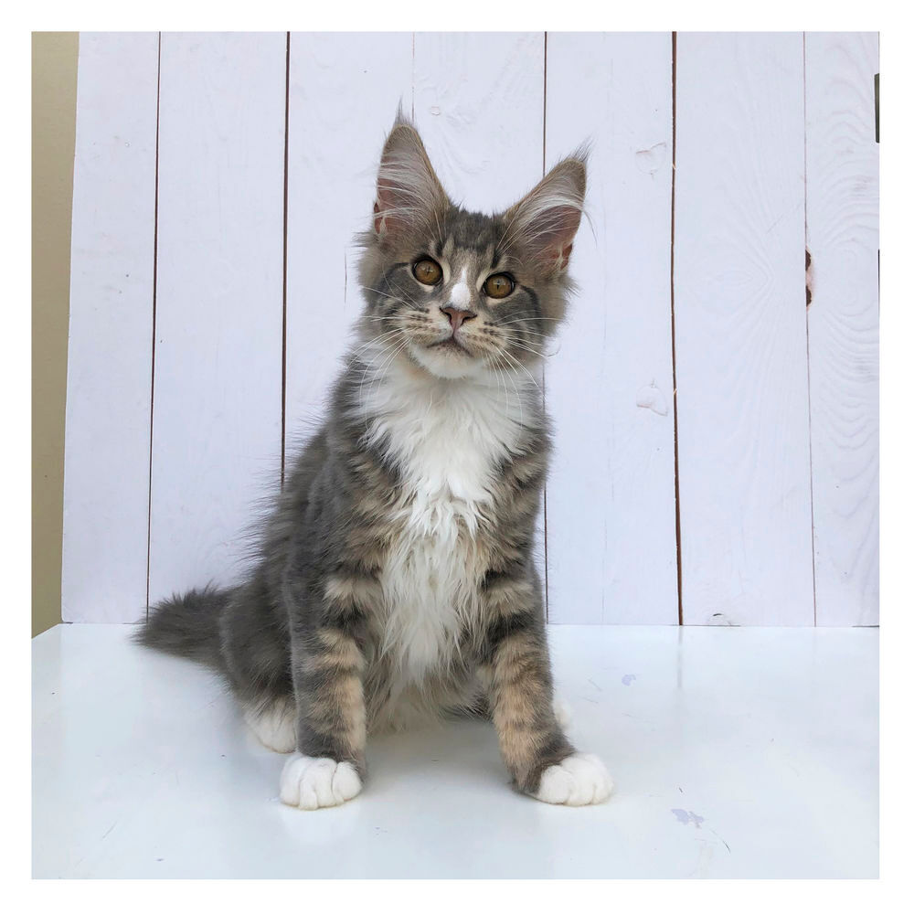   Chaton Maine Coon disponible - LOOF 
