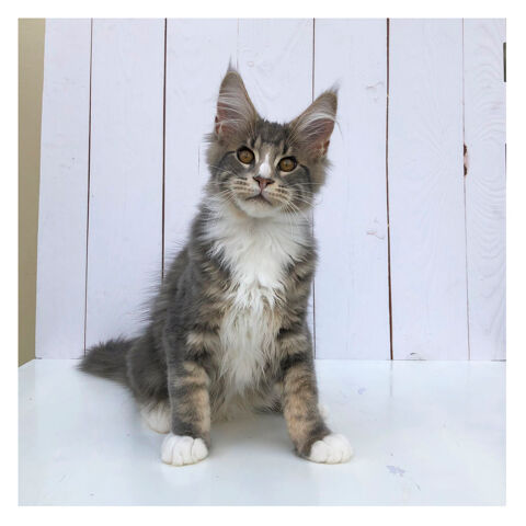 Chaton Maine Coon disponible - LOOF 1500 85500 Les herbiers