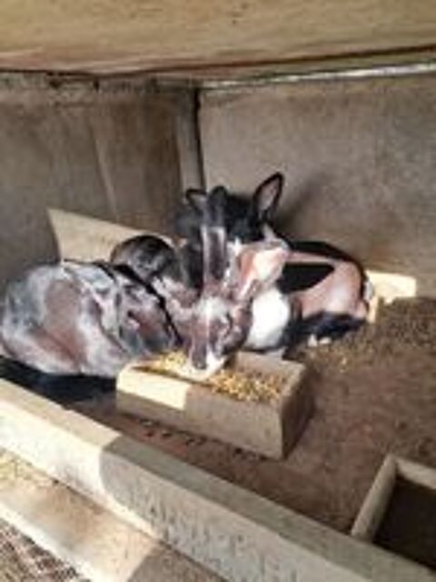   lapins fermiers 
