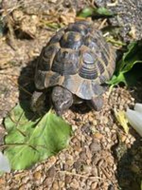   Cede tortues 12 ans 